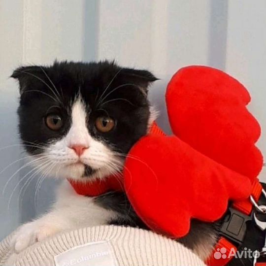 Кошки в добрые руки бесплатно