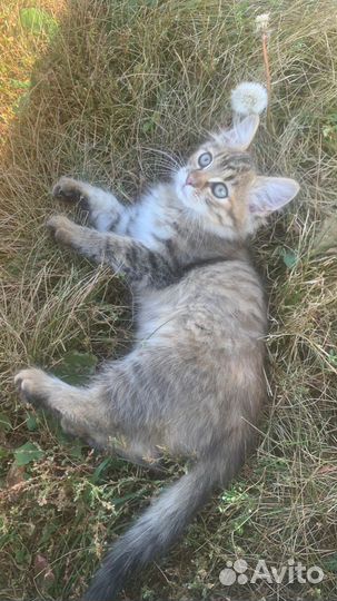 Котики бесплатно