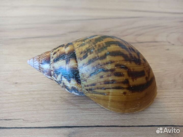 Морская раковина