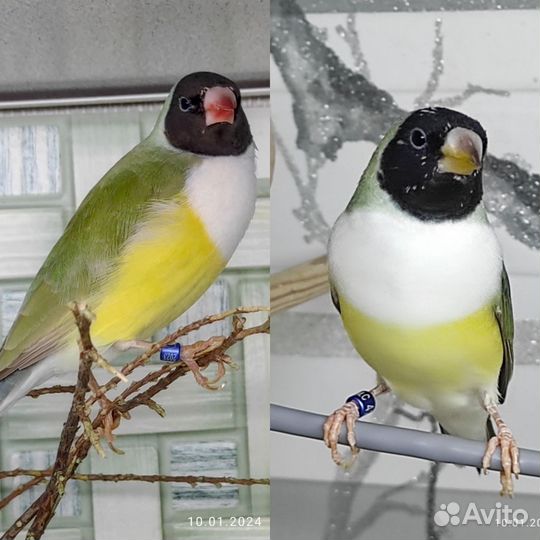 Амадины гульда