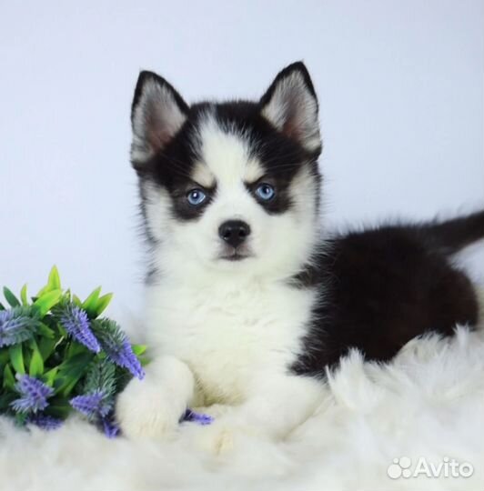 Голубоглазый мальчишка Помски (мини хаски) той F2