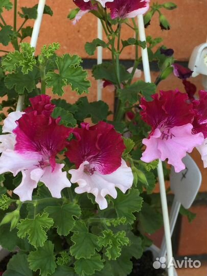 Ангелы(пеларгония)