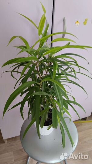 Фикус Али (Биннендийка)