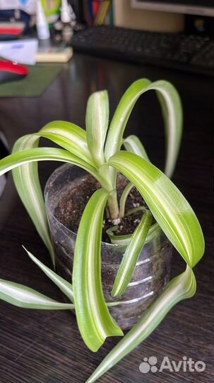 Хлорофитум кудрявый