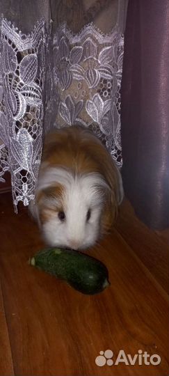 Морская свинка с клеткой бесплатно