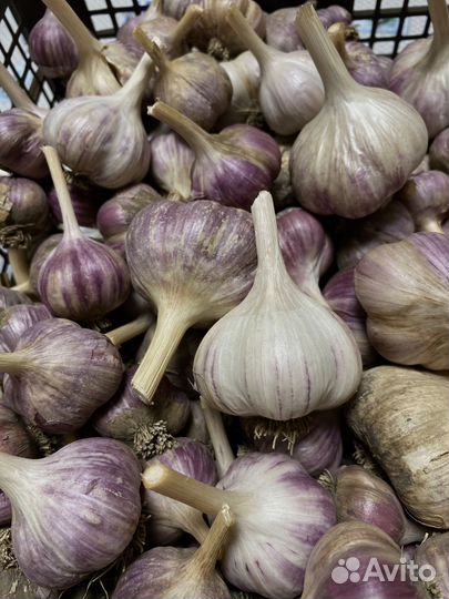 Озимый чеснок