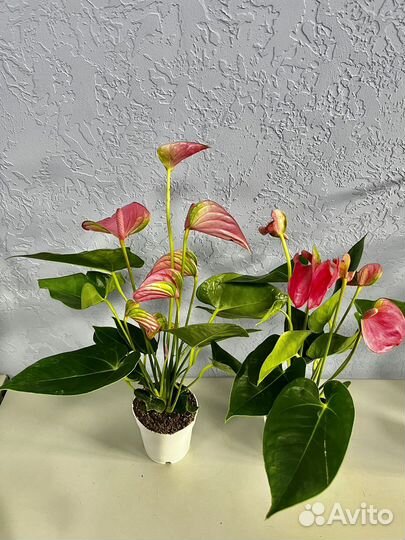 Антуриум Пинк чемпион