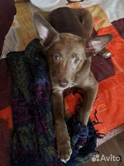 Боня в добрые руки