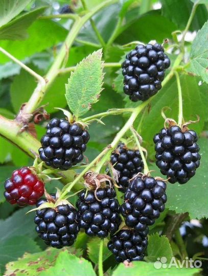 Саженцы Ежевика из питомника