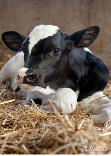 Телята бычки