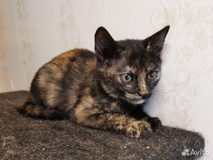 Ласковый котенок от домашней кошки ищет семью