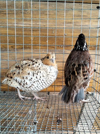 Виргинский перепел