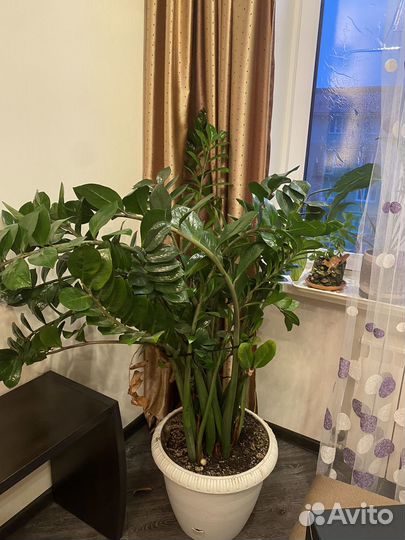 Замиокулькас