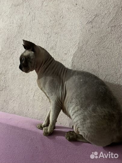Кот сфинкс эльф