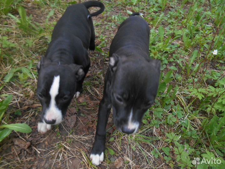 Щенки Питбуля