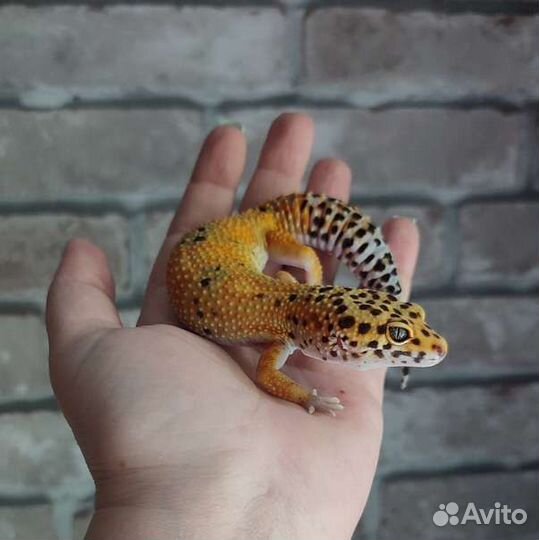 Пятнистый эублефар, леопардовый геккон, самки