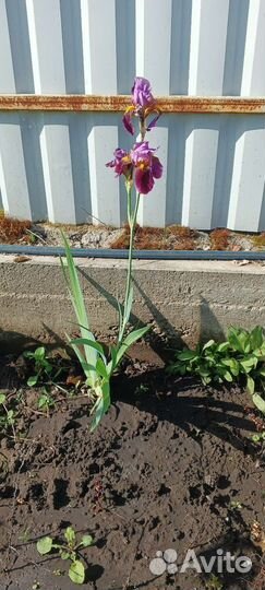 Ирис сортовой, высокий махровый(желтый)