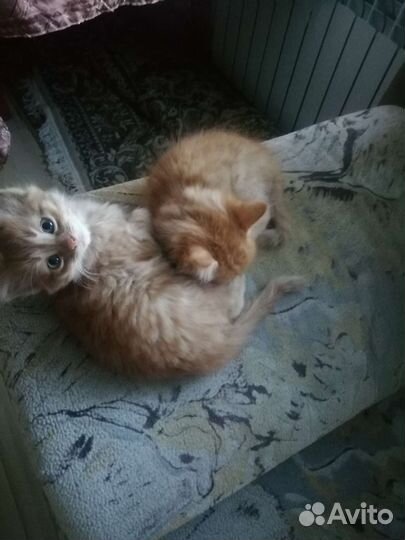 Коты бесплатно