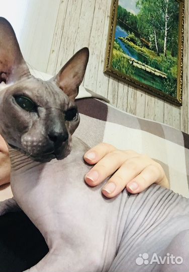 Отдаётся сфинкс
