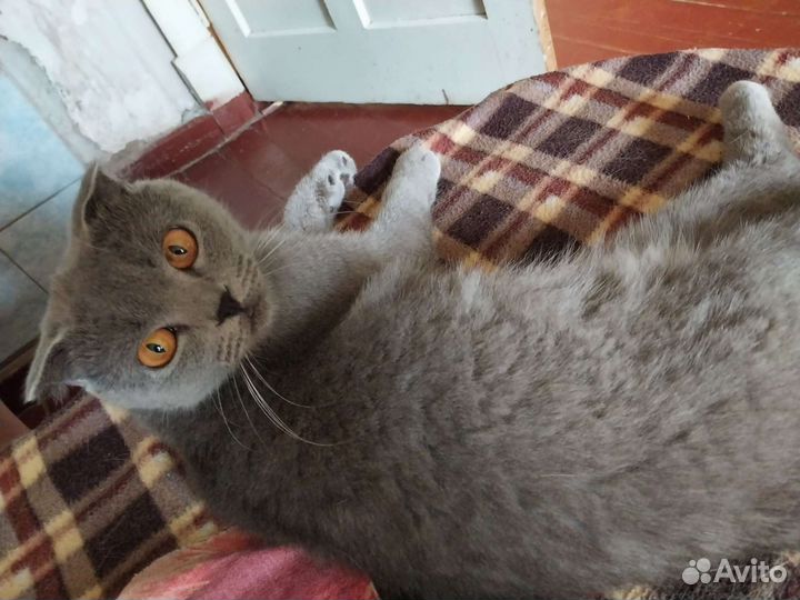 Британская