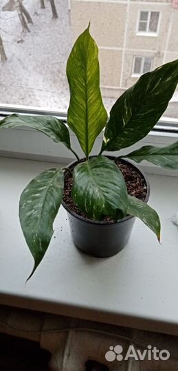 Спатифиллум даймонд вариегатный