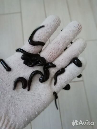 Пиявки медицинские