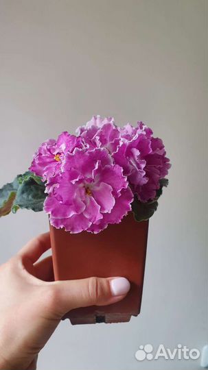 Детки Фиалки