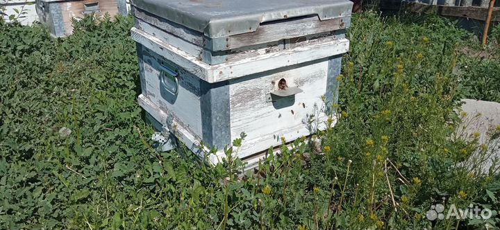 Пчелы и улья