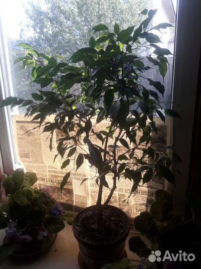 Фикус бенджамина