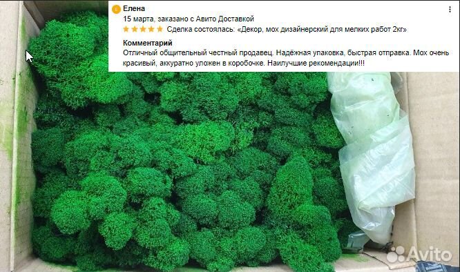 Стабилизированный мох ягель для интерьера