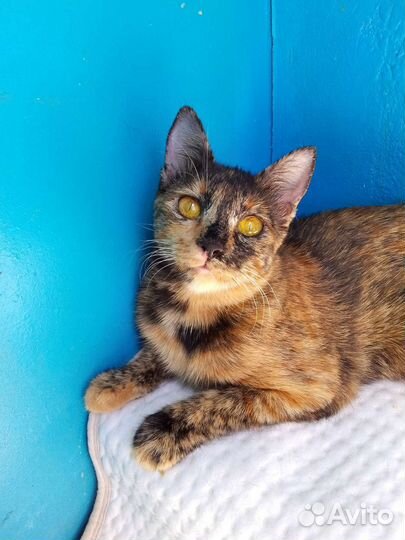 Особенная Ириска