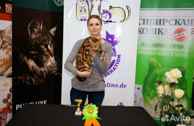 Бенгальский кот (Вязка)