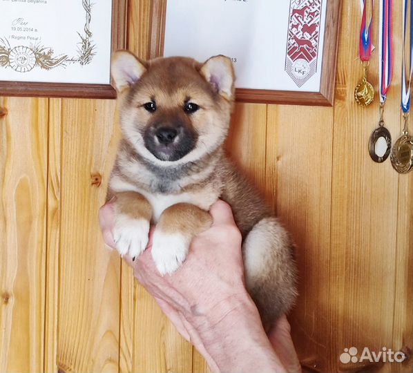 Сиба ину