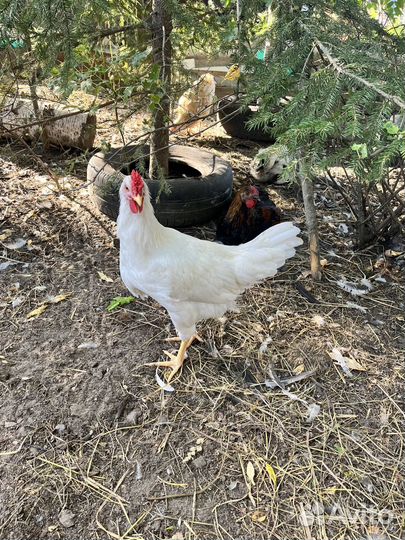 Молодые петушки