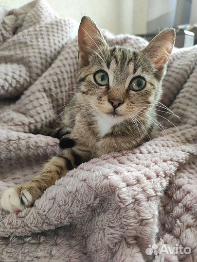 Ищет дом котенок