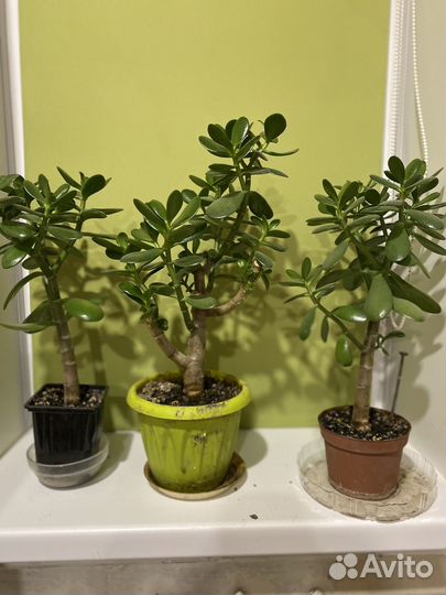 Крассула(Денежное дерево)