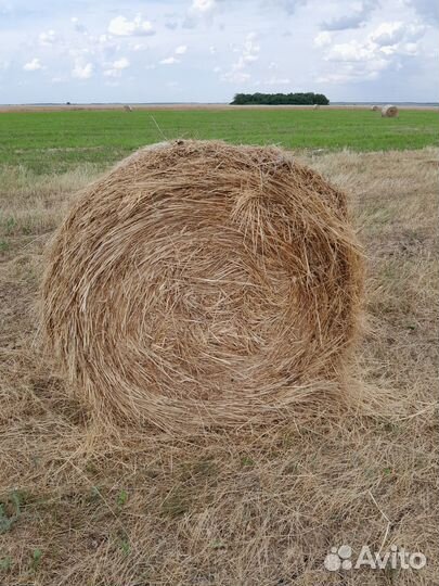 Сено в рулонах