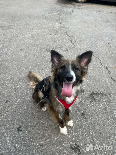 Молодая собака метис бельгийской овчарки