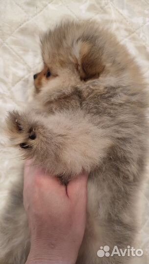 Померанский шпиц мини девочка