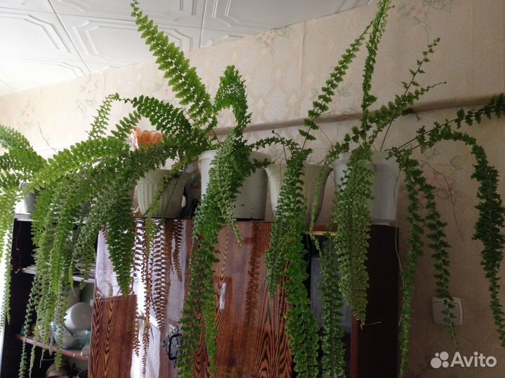 Папортник Нефролепис