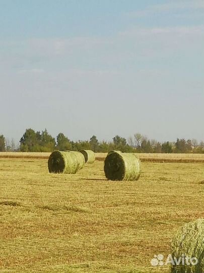Сено люцерна