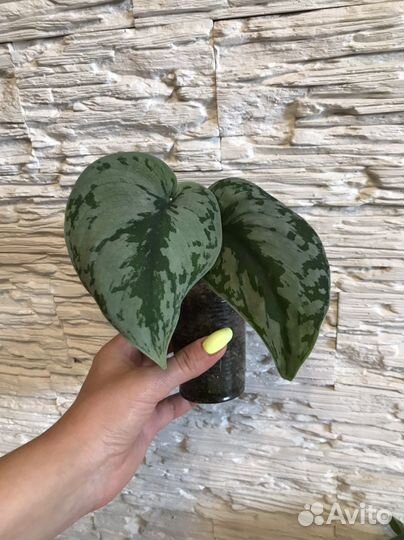 Сциндапсус пиктус треби