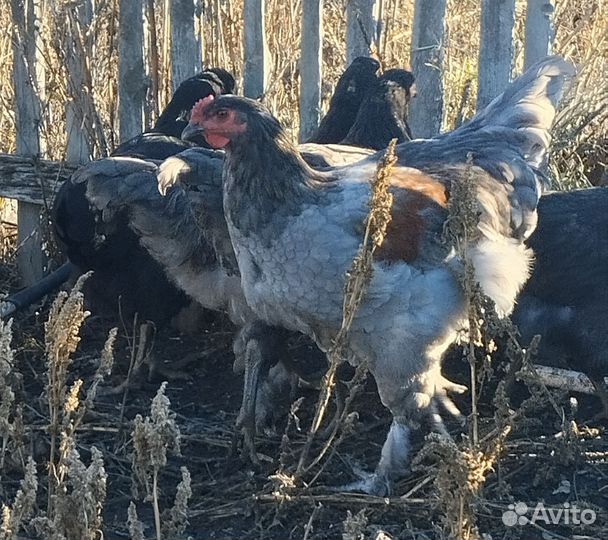 Молодые петушки