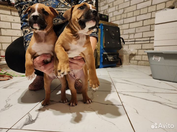 Щенки питбуля