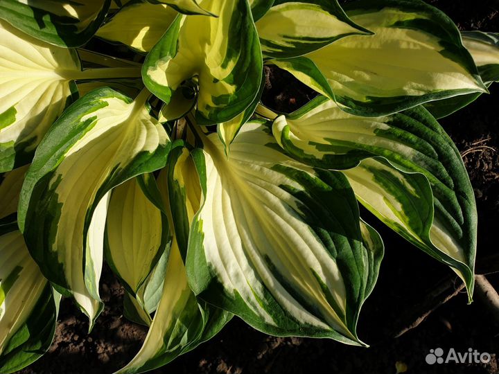 Хосты - 2 часть