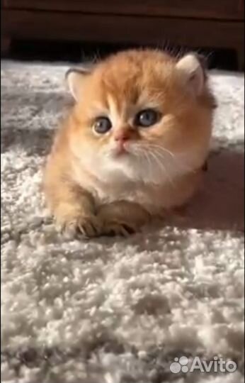 Шотландские котята