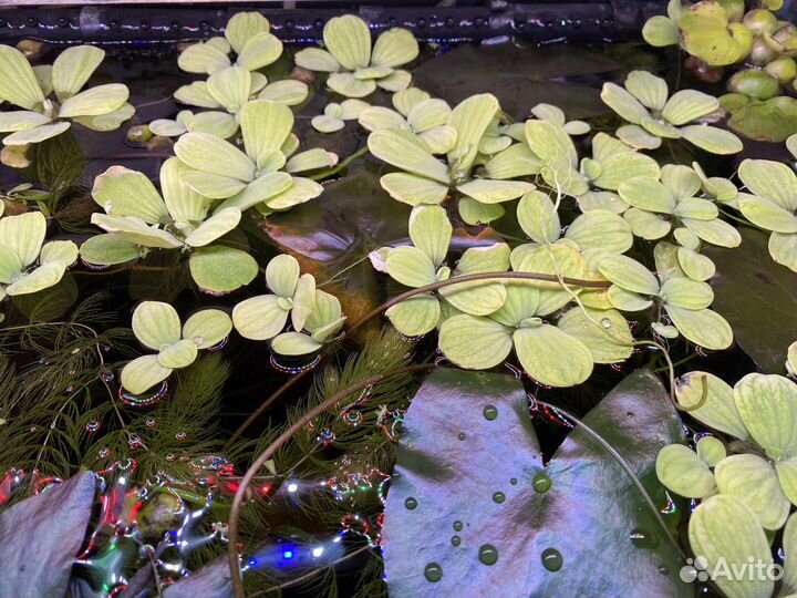 Аквариумные растения