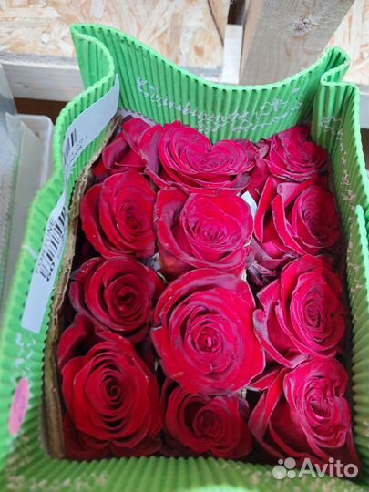 Роза Эквадор