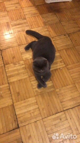 Британский котик