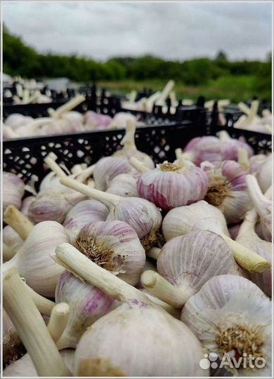 Чеснок с доставкой